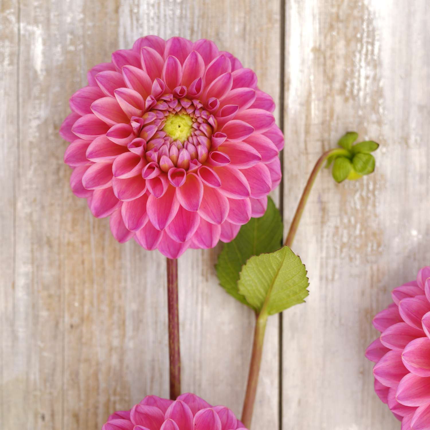 Dahlie ‘Dikara Superb’